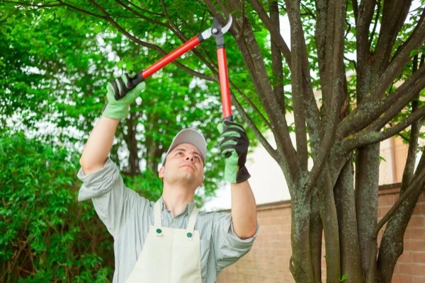 Eli Timberland Tree Service LLC's Other Services
