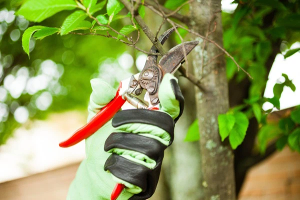 Tree Pruning