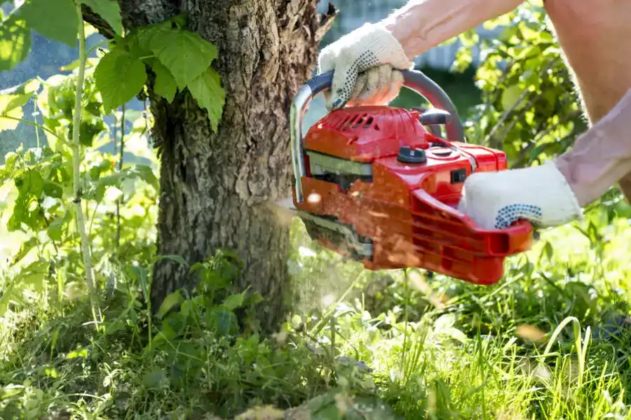 Tree Expert in Dover, NJ Tree Expert in Dover, NJ